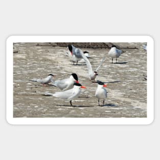 Caspian Tern Flock Resting On a Dock Sticker